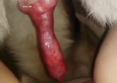 충격!! 개와 떡치는 어린처자 3 국산야동 한국야동
